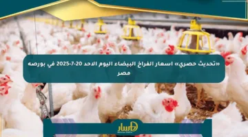 «تحديث حصري» أسعار الفراخ البيضاء اليوم الأحد 20-7-2025 في بورصة مصر
